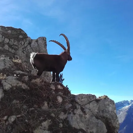 Apartma Kramar Podkoren * クランスカゴーラ