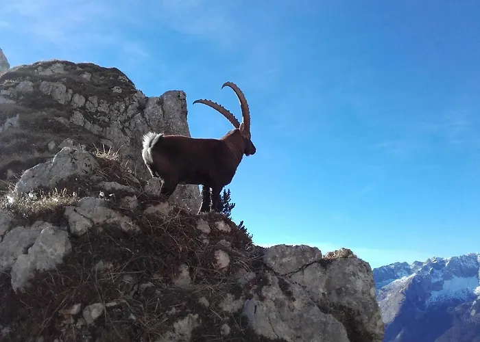 Apartma Kramar Podkoren * クランスカゴーラ